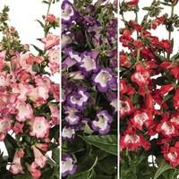 single penstemon collection 3 x 1 litre pots