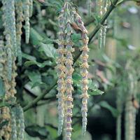 Silk Tassel bush - 1 silk tassel brush plant in 3 litre pot