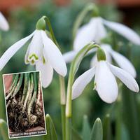 single snowdrops in the green double snowdrops free 50 single 25 doubl ...