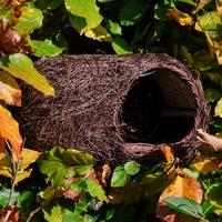 Simon King Brushwood Robin Nester