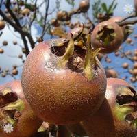 sibleys patio medlar tree 2l pot