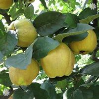 sibleys patio quince tree 2l pot