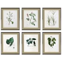 silver colour frame prints botanica set of 6