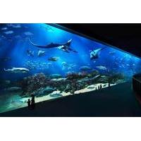 skip the line sea aquarium day pass including hotel pickup from singap ...