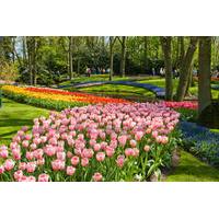 Skip the Line: Keukenhof Gardens Tour and Tulip Farm Visit from Amsterdam