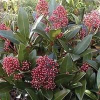 Skimmia Japonica Rubella 1 Plant 9cm Pot