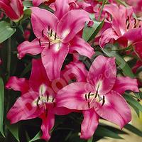 Skyscraper Lily \'Robina\' (Pink) - pack of 5 bulbs size 14/16