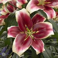 Skyscraper Lily \'Matisse\'- pac...