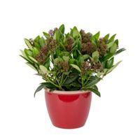 Skimmia Plant In Red Pot