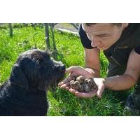 slovenian truffle hunting experience