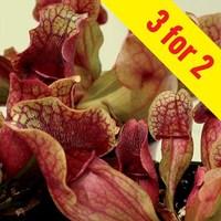 Slug Eating (Sarracenia Purpurea) 3 Plants 9cm Pot