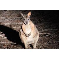 small group kangaroo island 4wd night tour