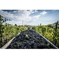 Small-Group Chianti Wine Tour with Montefioralle and Greve in Chianti Visits