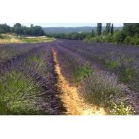 Small-Group Lavender Tour of Luberon Villages, Lourmarin, Roussillon and Sault from Aix-en-Provence