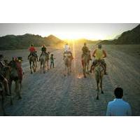 Small Group Desert Safari from Sharm el Sheikh: Camel Riding, Stargazing, Bedouin Dinner and Show