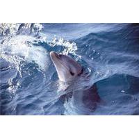 Small-Group Mornington Peninsula Tour from Melbourne with Dolphins and Seals Cruise