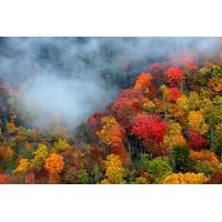 Smoky Mountain Trees of Many Colors Tour with Lunch