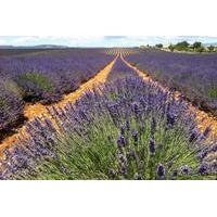 Small-Group Lavender Tour in the Luberon Villages of Lourmarin, Roussillon and Sault from Marseille