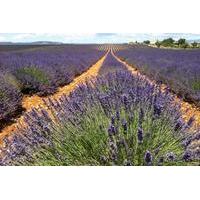 small group lavender tour in the luberon villages of lourmarin roussil ...