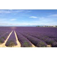 Small-Group Lavender tour of Valensole, Moustiers Sainte Marie and Verdon from Marseille
