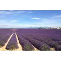 small group lavender tour of valensole moustiers sainte marie and verd ...