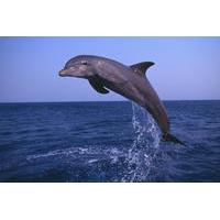 Small-Group Muscat Dolphin Watching and Snorkeling Cruise