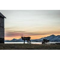 small group arctic landscapes sightseeing tour from tromso winter