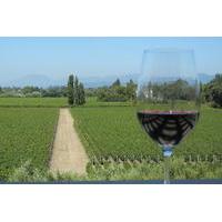 Small-Group Vintage Wine Country Tour