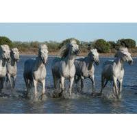 small group half day tour of arles and camargue from avignon
