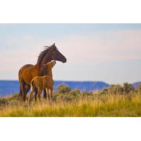 small group horse trekking experience from sebastopol