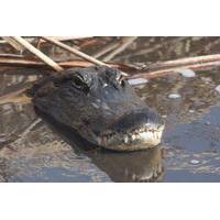 Small-Group Tour: Everglades Adventure Day Trip from Ft Lauderdale
