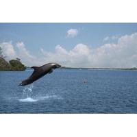 small group dolphin watching cruise from goa