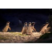 small group phillip island penguin parade day trip from melbourne incl ...
