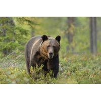 small group brown bear watching experience from brasov