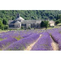 Small-Group Lavender Tour to Gordes, Abbey of Senanque and Roussillon or Sault from Avignon