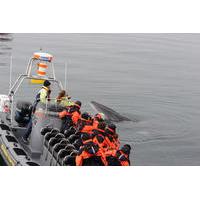 small group reykjavik rib whale watching cruise