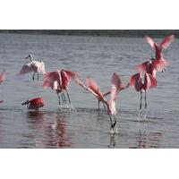 Small-Group Tour: Everglades Adventure Day Trip from Greater Fort Myers/Naples Area