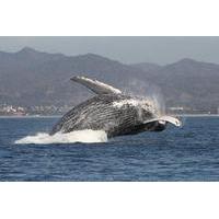 Small-Group Whale Watching Tour in Puerto Vallarta