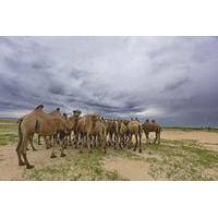 Small-Group One Day Photography Tour of Ulaanbaatar