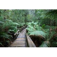 small group hastings caves and tahune forest airwalk day trip from hob ...