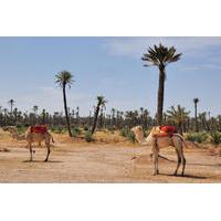 small group tour camel ride through the palm grove of marrakech