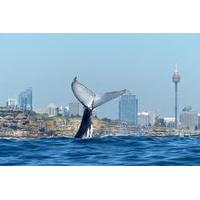 small group luxury sydney whale watching cruise