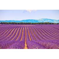 small group lavender day trip from avignon aix en provence valensole p ...