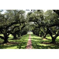 small group tour of oak alley and laura plantation from new orleans