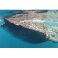 Small-Group Whale Shark and Snorkeling Tour from Cancun