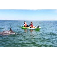 small group dolphin kayak eco tour