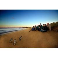 Small-Group Phillip Island Day Trip from Melbourne Including Penguin Parade Premium Viewing