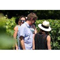 Small-Group Graves Wine Tasting and Chateaux Tour from Bordeaux