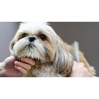 Small Dog Spa Pamper Treatment