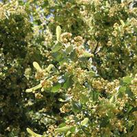 Small-Leaved Lime (Hedging) - 1000 bare root hedging plants